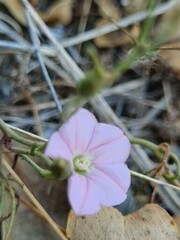 Convolvulus angustissimus