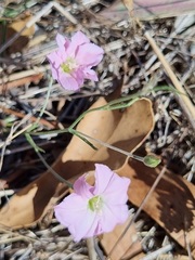 Convolvulus angustissimus