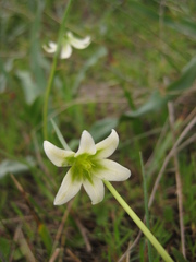 Fritillaria liliacea