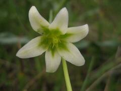 Fritillaria liliacea