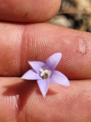 Wahlenbergia capillaris