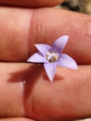 Wahlenbergia capillaris