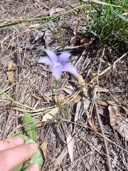 Wahlenbergia capillaris
