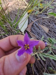 Solanum esuriale