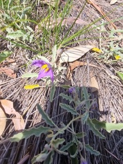 Solanum esuriale