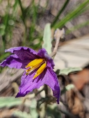 Solanum esuriale