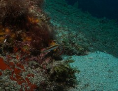 Suezichthys arquatus