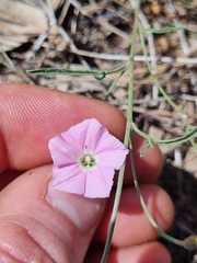 Convolvulus angustissimus