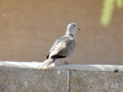 Streptopelia decaocto