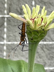 Zelus leucogrammus