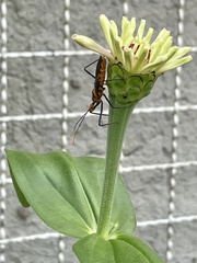 Zelus leucogrammus