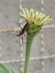 Zelus leucogrammus