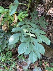 Artocarpus elasticus