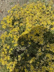 Brachyglottis monroi