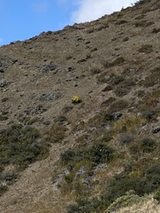 Brachyglottis monroi