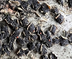 Dialonectria episphaeria