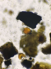 Dialonectria episphaeria