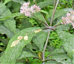 Calycomyza flavinotum