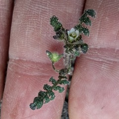 Eucrypta chrysanthemifolia bipinnatifida