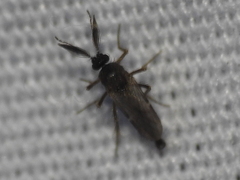 Forcipomyia