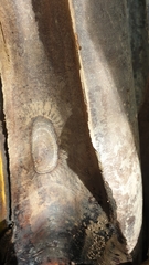 Enigmonia aenigmatica