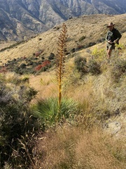 Aciphylla glaucescens
