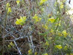 Neogaerrhinum filipes