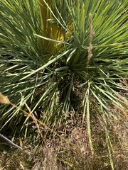Aciphylla glaucescens
