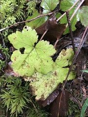 Tiarella trifoliata