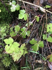 Tiarella trifoliata