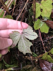 Tiarella trifoliata