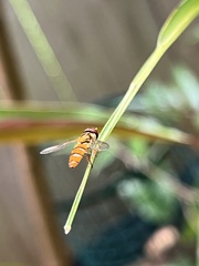 Episyrphus viridaureus