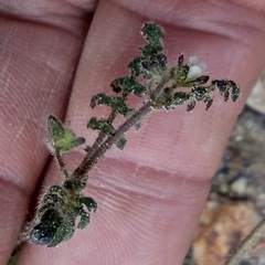 Eucrypta chrysanthemifolia bipinnatifida