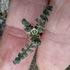 Eucrypta chrysanthemifolia bipinnatifida