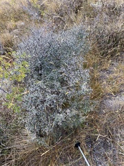 Olearia odorata