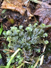 Pellia neesiana
