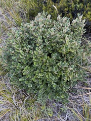 Brachyglottis bidwillii