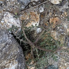 Eucrypta chrysanthemifolia bipinnatifida