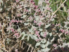 Atriplex parryi