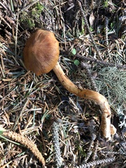 Cortinarius cinnamomeus