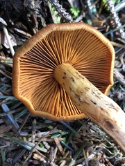 Cortinarius cinnamomeus