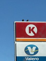 Columba livia
