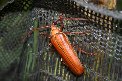 Aegolipton marginale