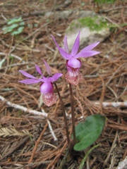 Calypso bulbosa occidentalis