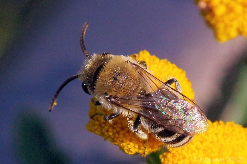 Примитивная пчёла рода Colletes