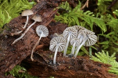 Leucoinocybe