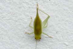 Cyrtoxipha columbiana