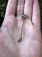 Mycena amicta