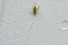 Cyrtoxipha columbiana