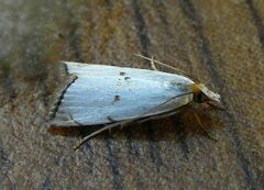 Argyria gonogramma